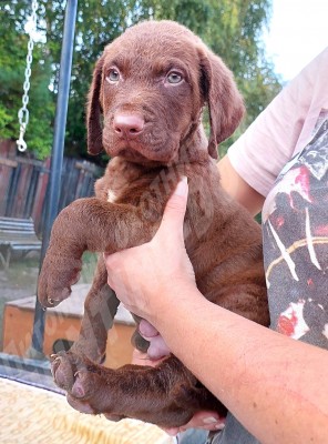 Щенок Чесапик-бей ретривер